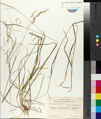 Poa autumnalis image