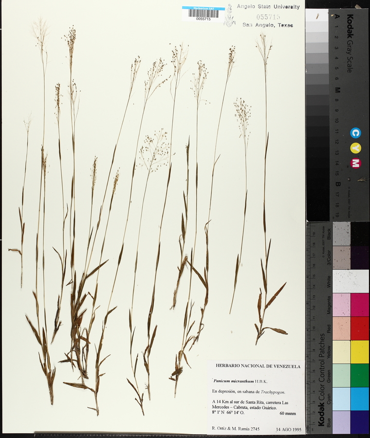 Panicum micranthum image