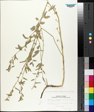 Sphaeralcea angustifolia image