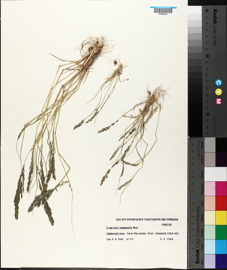 Eragrostis homomalla image