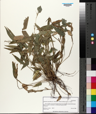 Lithachne pauciflora image
