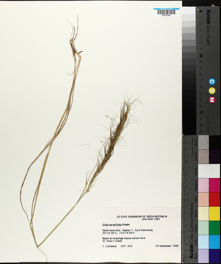 Austrostipa acrociliata image