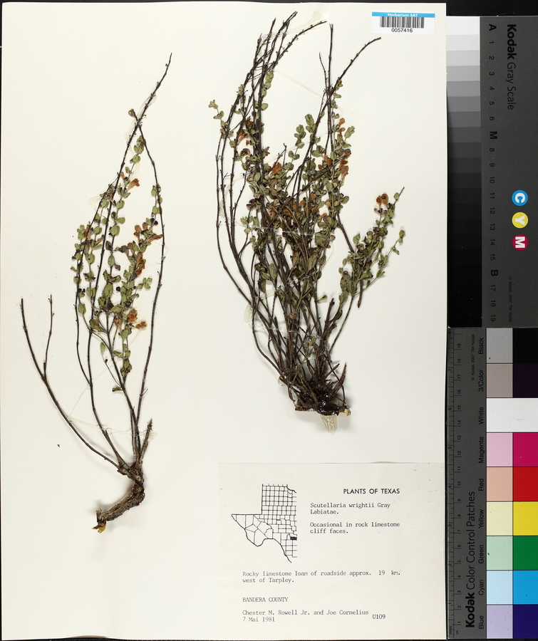 Scutellaria wrightii image