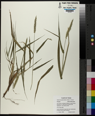 Setaria leucopila image