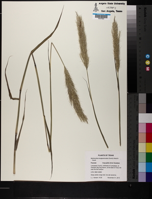 Bothriochloa longipaniculata image