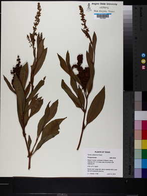 Rumex altissimus image