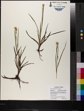 Carex microdonta image