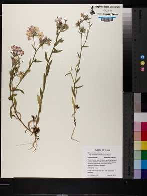 Phlox drummondii subsp. mcallisteri image