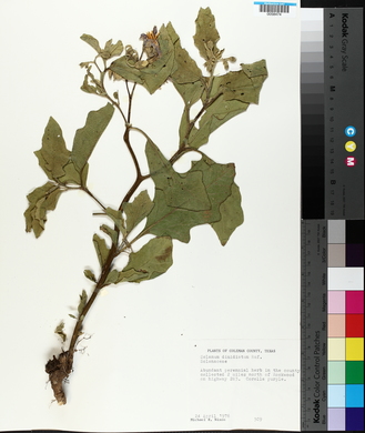 Solanum dimidiatum image