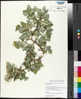 Lonicera albiflora image