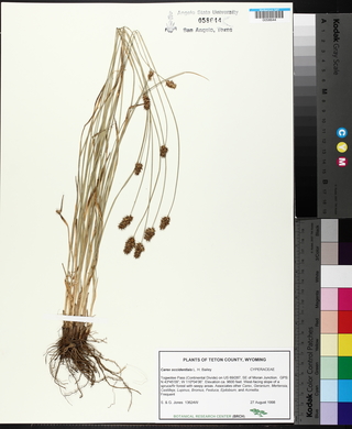 Carex occidentalis image