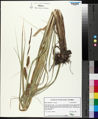 Carex vesicaria image