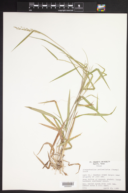 Dichanthelium pedicellatum image