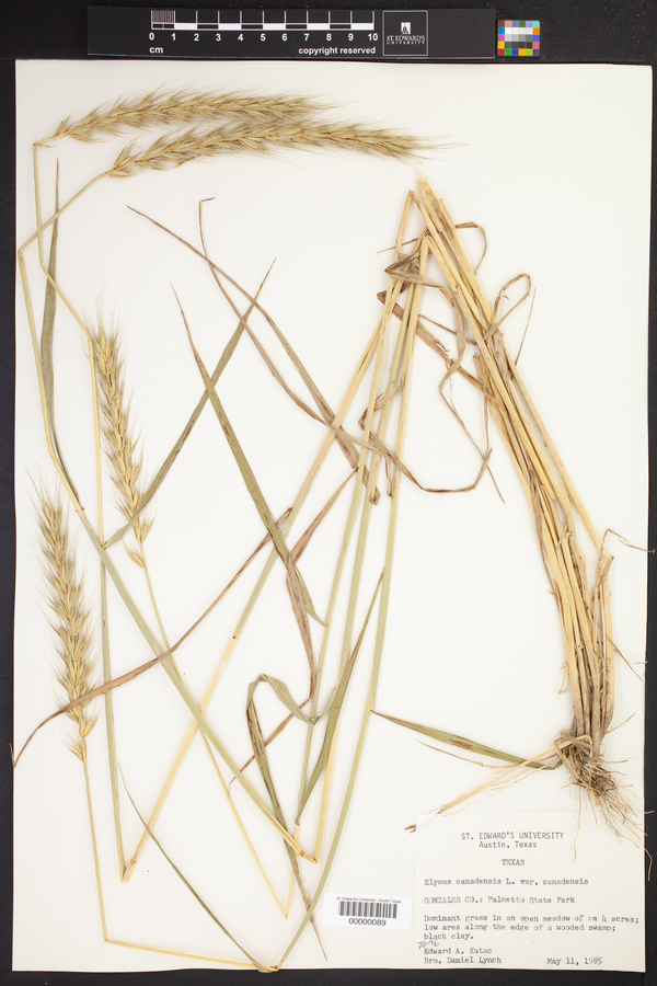 Elymus canadensis var. canadensis image