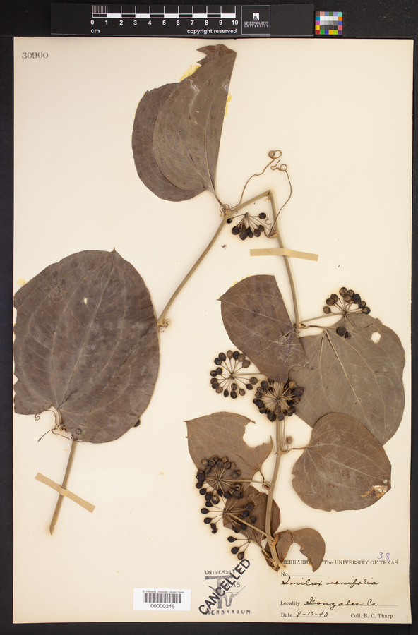 Smilax renifolia image