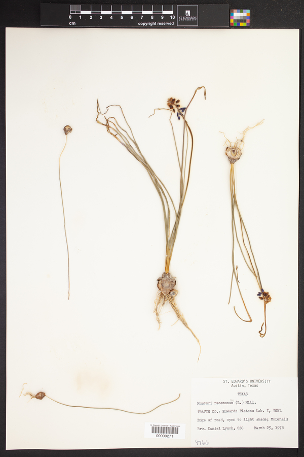 Muscari neglectum image