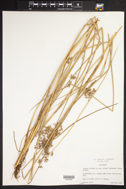 Juncus effusus var. pylaei image