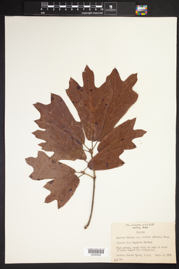 Quercus falcata var. triloba image