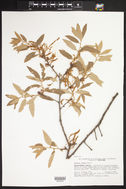 Quercus incana image
