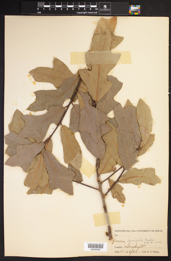 Quercus laurifolia image