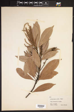 Image of Lithocarpus glaber