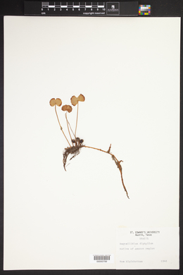 Regnellidium diphyllum image