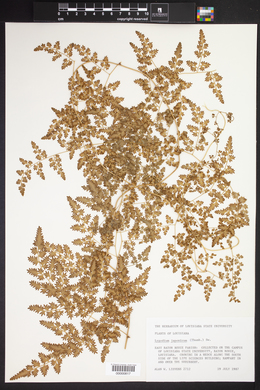 Lygodium japonicum image