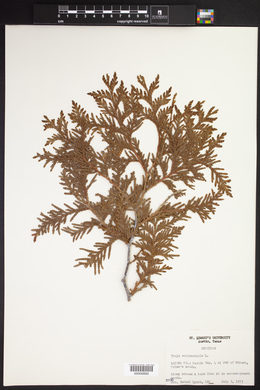 Thuja occidentalis image