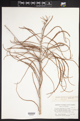 Taxodium distichum var. nutans image