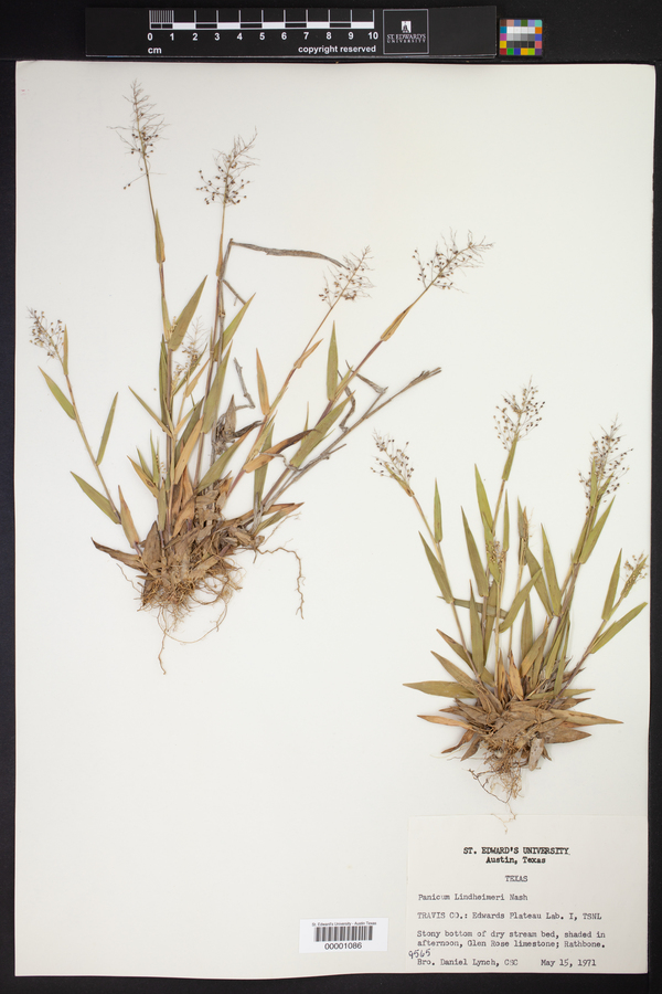 Panicum lindheimeri image