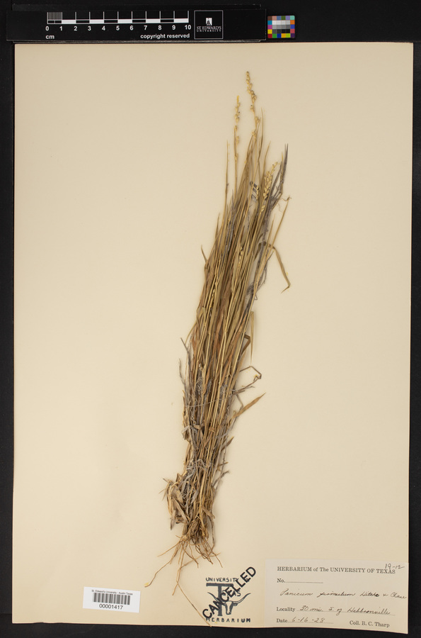 Setaria reverchonii subsp. firmula image