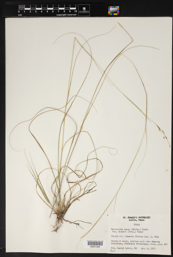 Sporobolus compositus var. compositus image