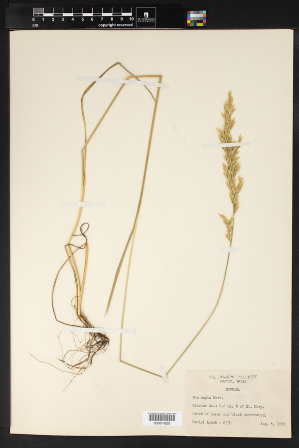 Poa secunda var. ampla image