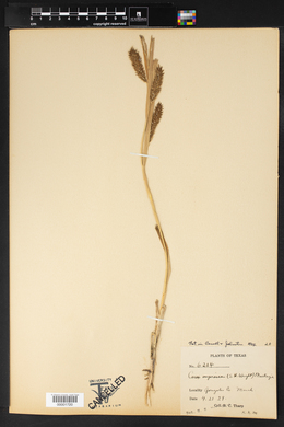 Carex impressa image