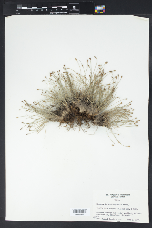 Eleocharis acutisquamata image