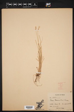 Carex texensis image