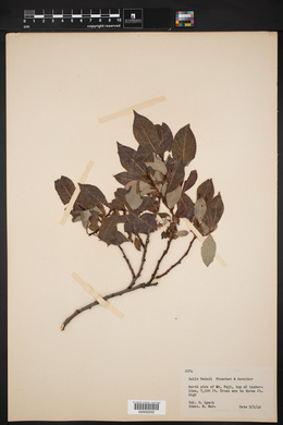 Salix reinii image