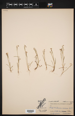 Sisyrinchium minus image