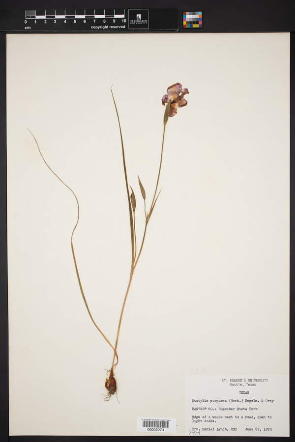 Eustylis purpurea image