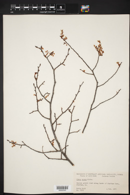 Ulmus alata image