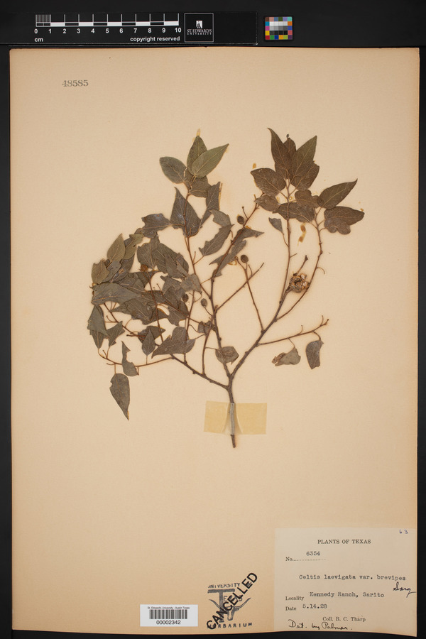 Celtis laevigata var. brevipes image