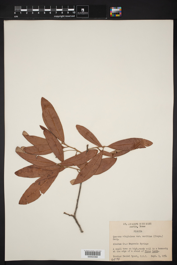 Quercus virginiana var. maritima image