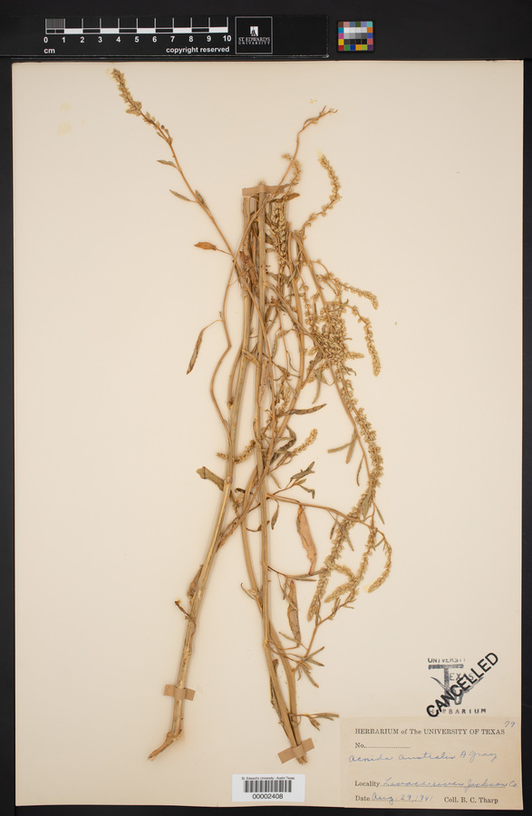 Acnida australis image