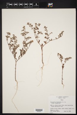 Paronychia drummondii subsp. drummondii image