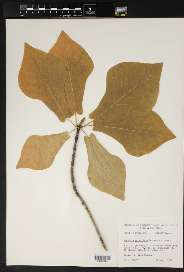 Magnolia pyramidata image