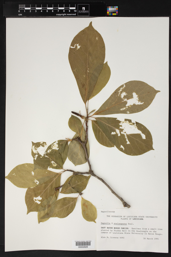 Magnolia x soulangeana image