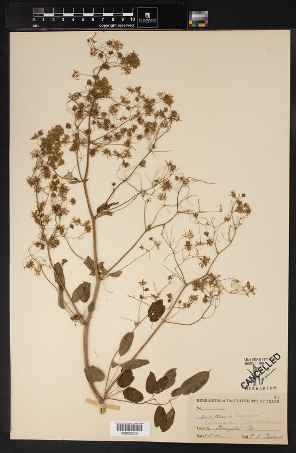 Thalictrum texanum image