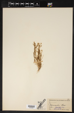 Ranunculus tener image
