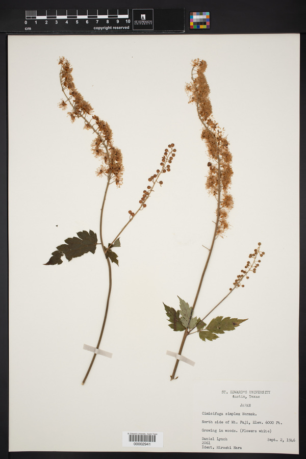 Actaea simplex image