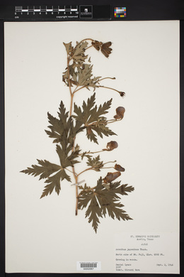 Image of Aconitum japonicum